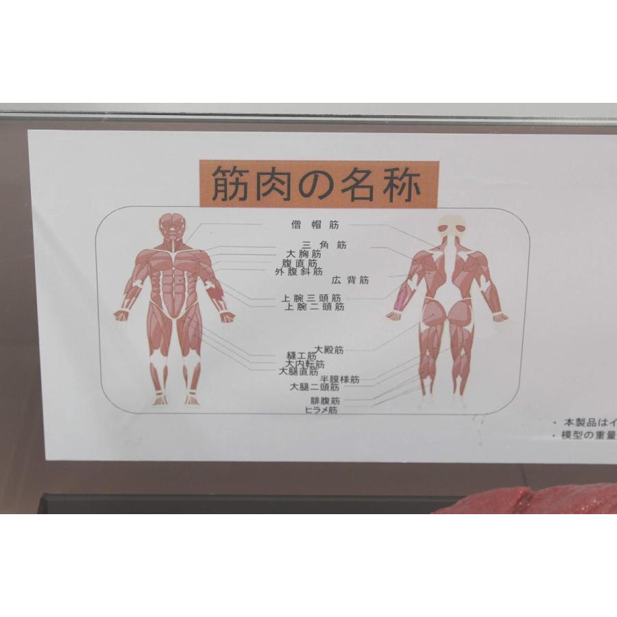 筋肉模型 フィギアケース入 1kg ダイエット 健康 肥満 トレーニング フードモデル 食品サンプル |  | 02