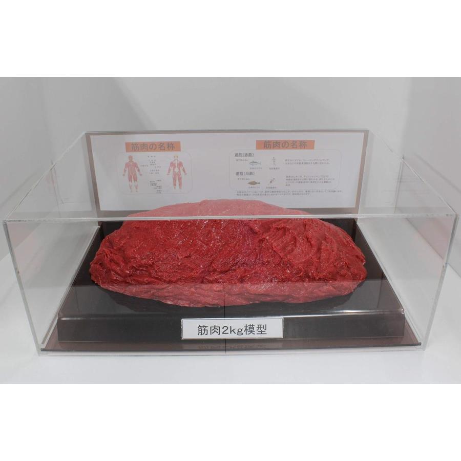 筋肉模型 フィギアケース入 2kg ダイエット 健康 肥満 トレーニング フードモデル 食品サンプル | 