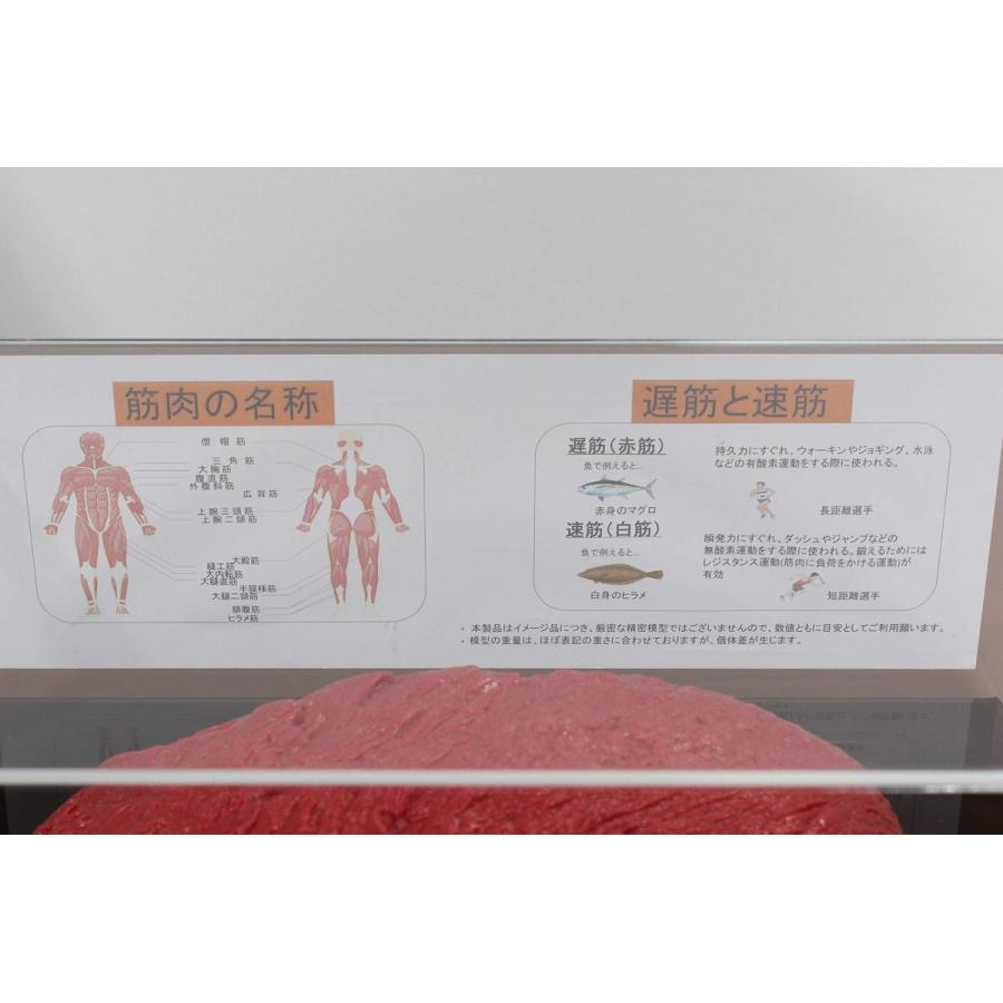 筋肉模型 フィギアケース入 2kg ダイエット 健康 肥満 トレーニング フードモデル 食品サンプル |  | 01