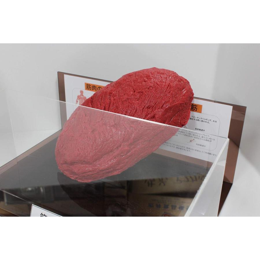 筋肉模型 フィギアケース入 2kg ダイエット 健康 肥満 トレーニング フードモデル 食品サンプル |  | 04