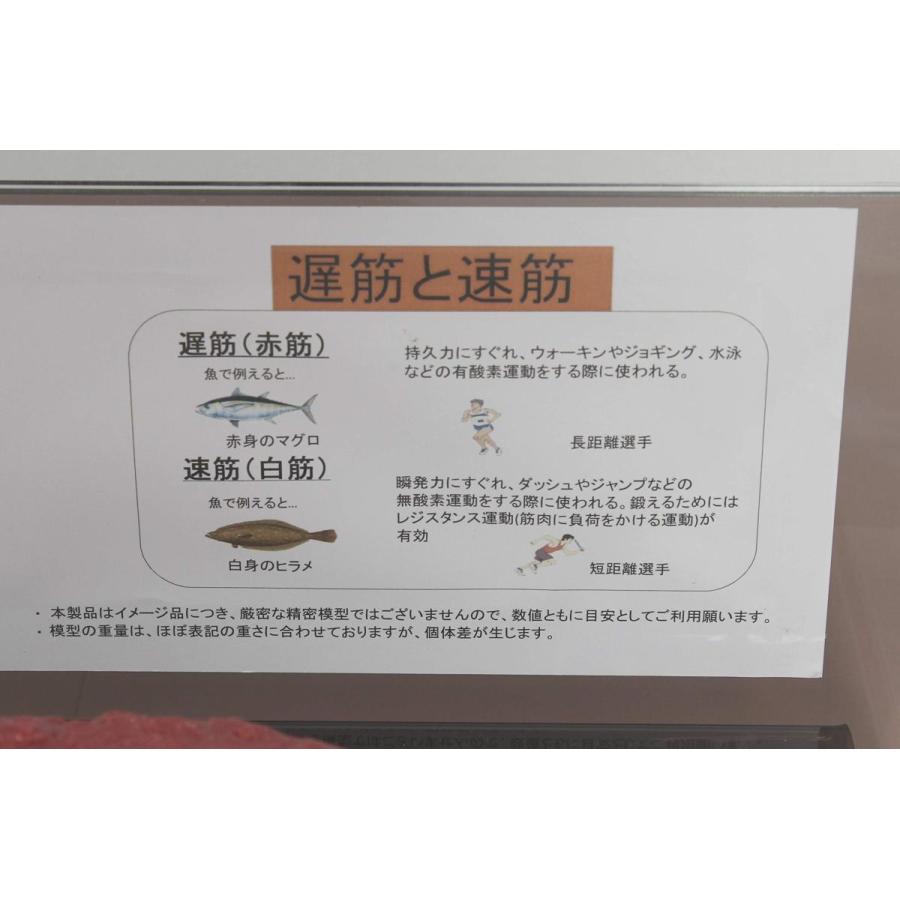 実物重量 筋肉サンプル 3kg 食品サンプル 筋肉模型 ダイエット