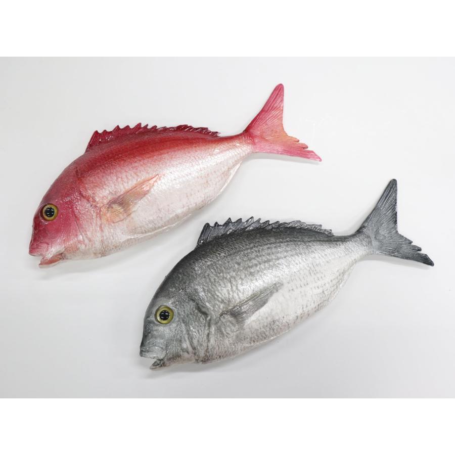 食品サンプル　黒鯛チヌ（片面）　ブロー　販促　ディスプレイ |  | 02