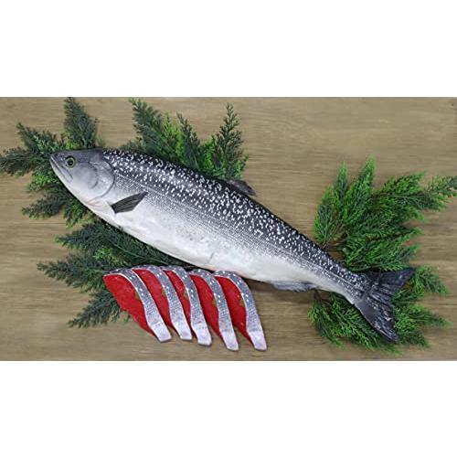 食品サンプル 鮭5切れセット サケ 魚 ときしらず 秋鮭 シロザケ 時鮭 |  | 01