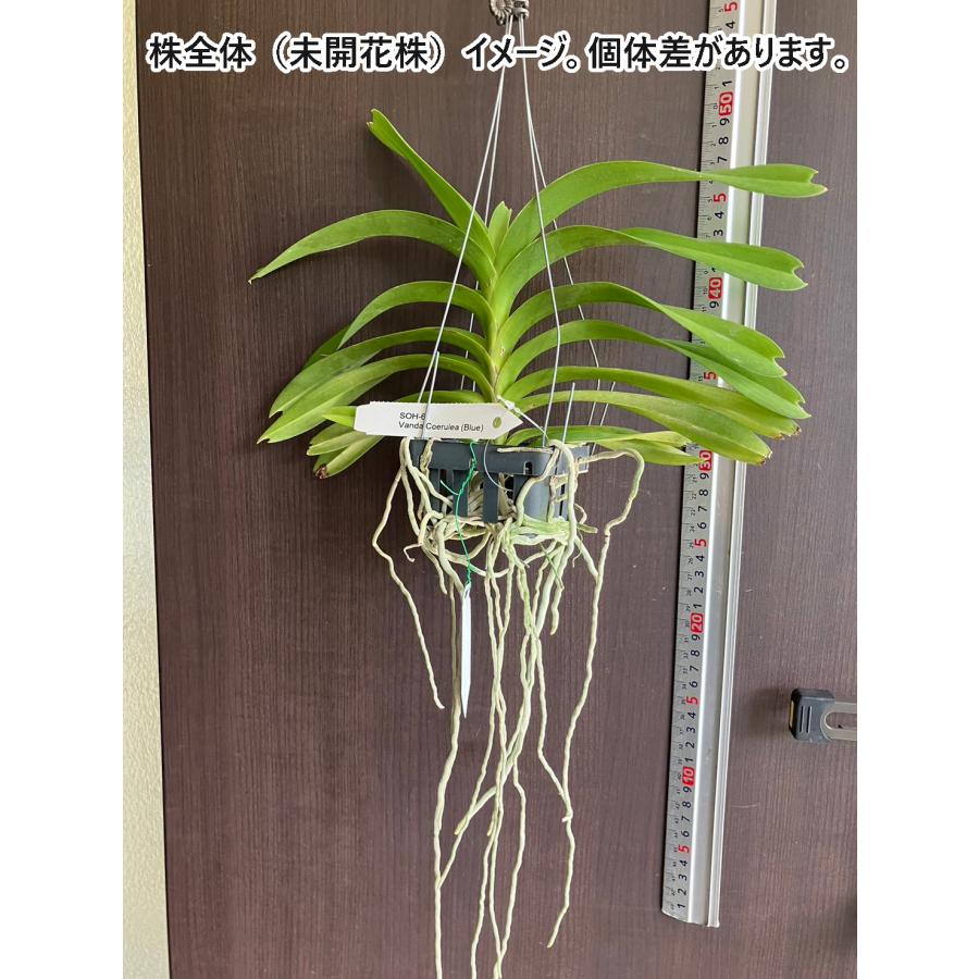 洋ラン 苗 バンダ セルレア‘ブルー’（V. coerulea‘Blue’）｜san-orchids-hanajima｜03