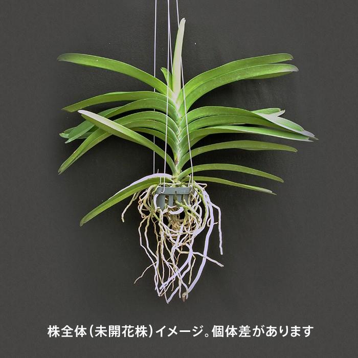 洋ラン 苗 バンダ ピュア ワックス‘ブルー’（V. Pure Wax‘Blue’）｜san-orchids-hanajima｜02
