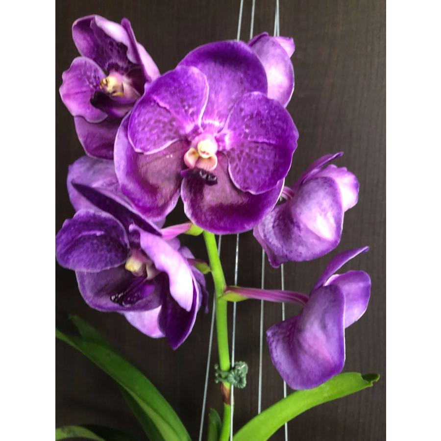 洋ラン 苗 バンダ ピュア ワックス‘ブルー’（V. Pure Wax‘Blue’）｜san-orchids-hanajima｜03