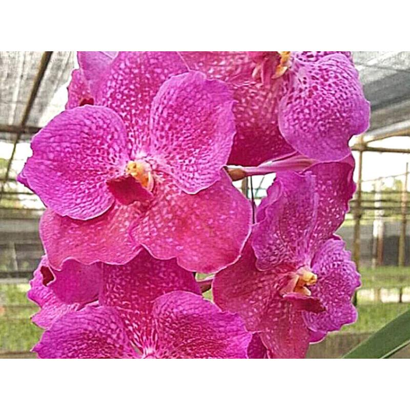 洋蘭　バンダ　２本 maxresdefault.jpg