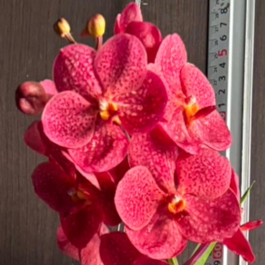 洋ラン 苗 バンダ ハイブリッド (ジャイラク レッダー)(Vanda hybrids
