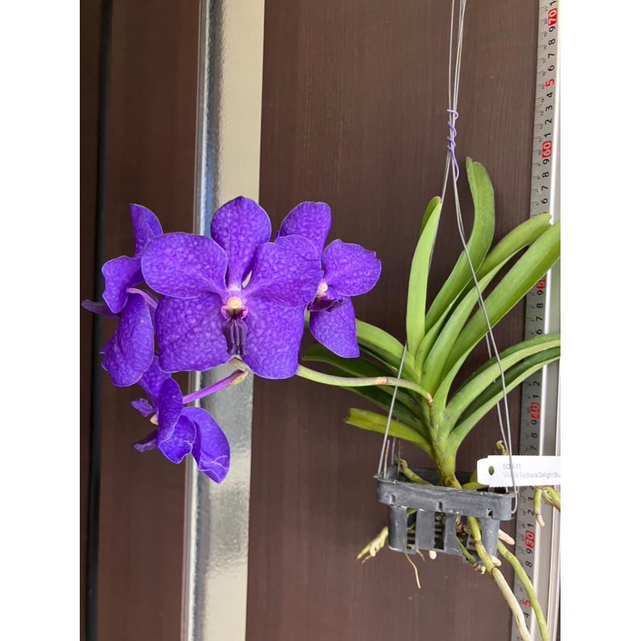 洋ラン 苗 バンダ パチャラ デライトブルー（Vanda Pachara Delight