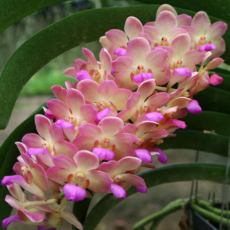 洋ラン 苗 ウッティパナラ マヌーンヤ(Wuttipanara Manoonya