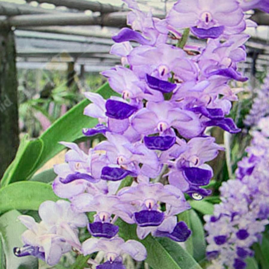 洋ラン 苗 リンコスティリス セレスティス ブルー(Rhynchostylis