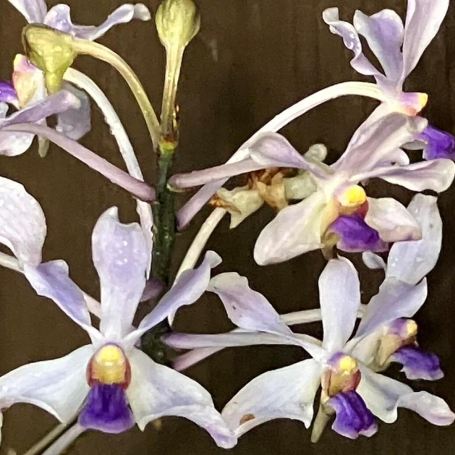 洋ラン 苗 バンダ セルレセンス(Vanda coerulescens) : サンサン