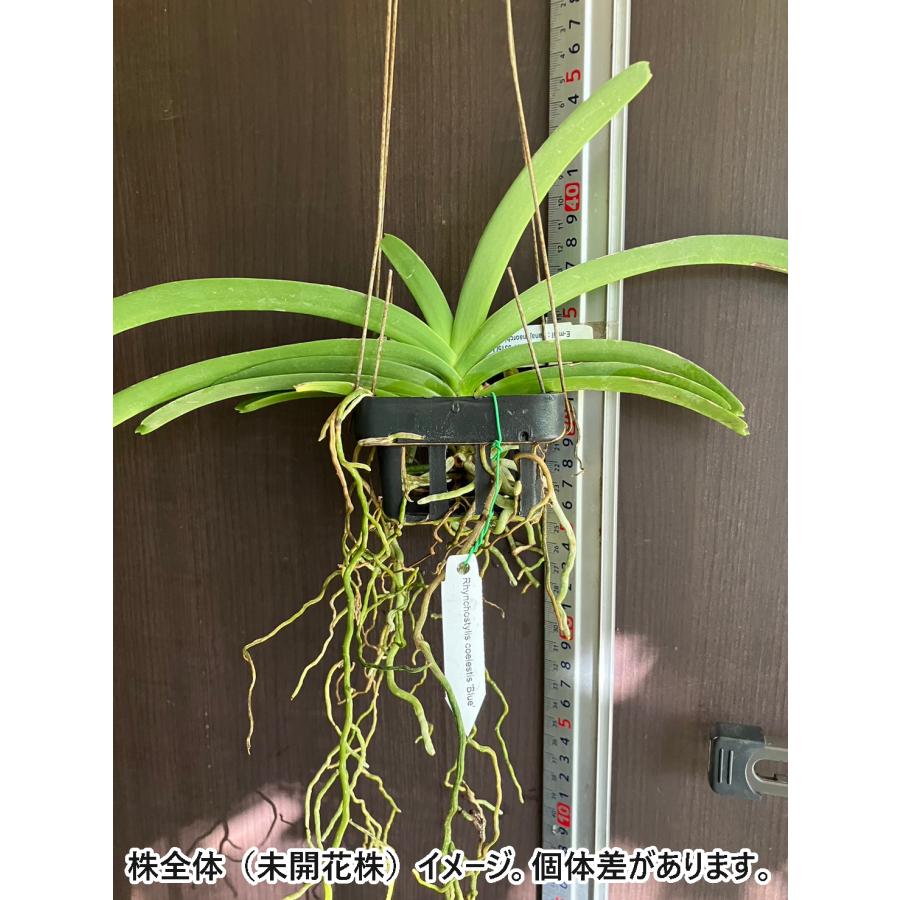 洋ラン 苗 リンコスティリス セレスティス ブルー(Rhynchostylis