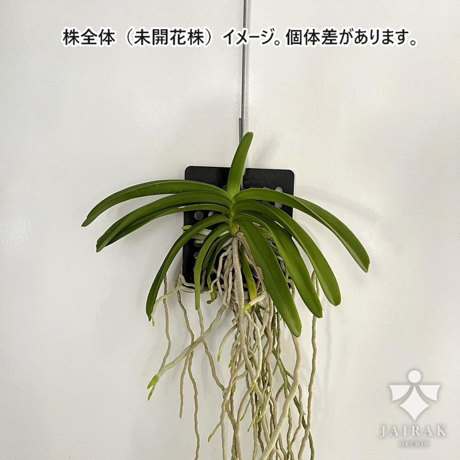 洋ラン 苗 リンコスティリス セレスティス ブルー(Rhynchostylis
