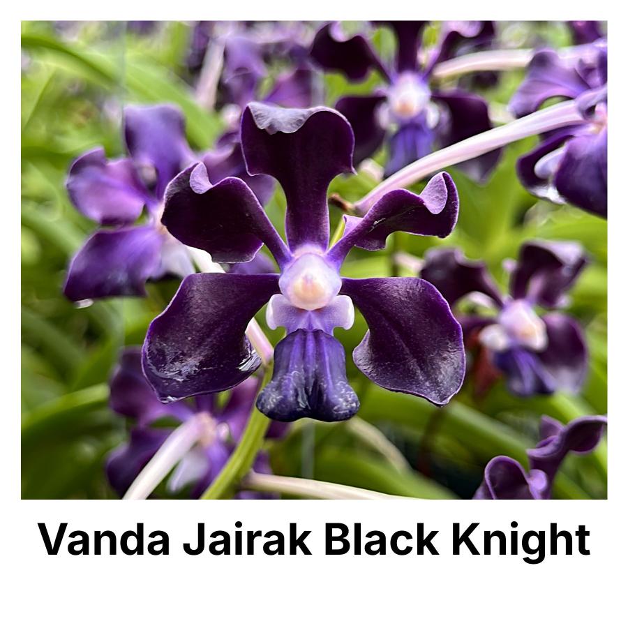 洋ラン 苗 バンダ ハイブリット ジャイラック ブラックナイト(Vanda