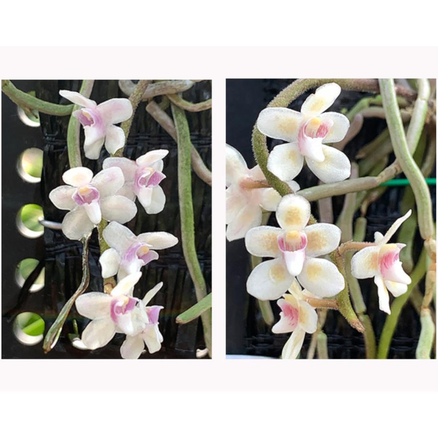 洋ラン 苗 キロスキスタ シャニカ(Chiloschista shanica) : サンサン