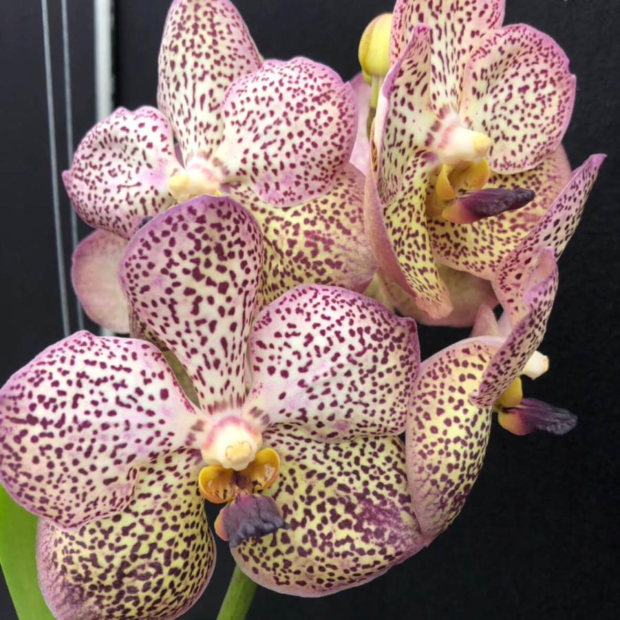 洋ラン 苗 バンダ クルワディ フレグランス 22(Vanda Kulwadee 洋ラン 苗 バンダ クルワディ フレグランス 22(Vanda Kulwadee