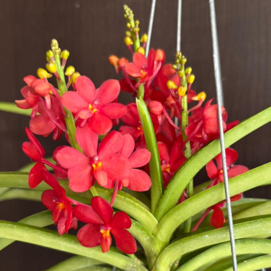 洋ラン 苗 アスコセントラム クルビフォリウム(Ascocentrum