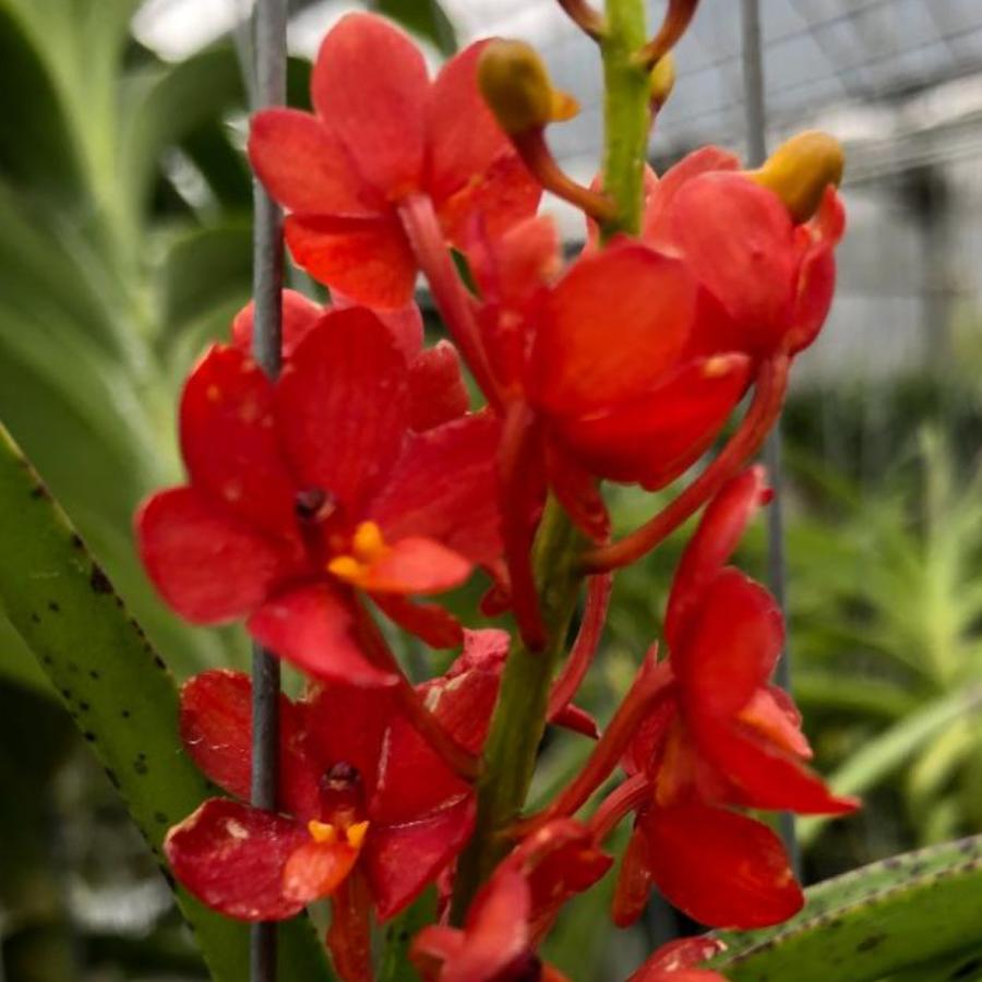 洋ラン 苗 アスコセントラム クルビフォリウム(Ascocentrum