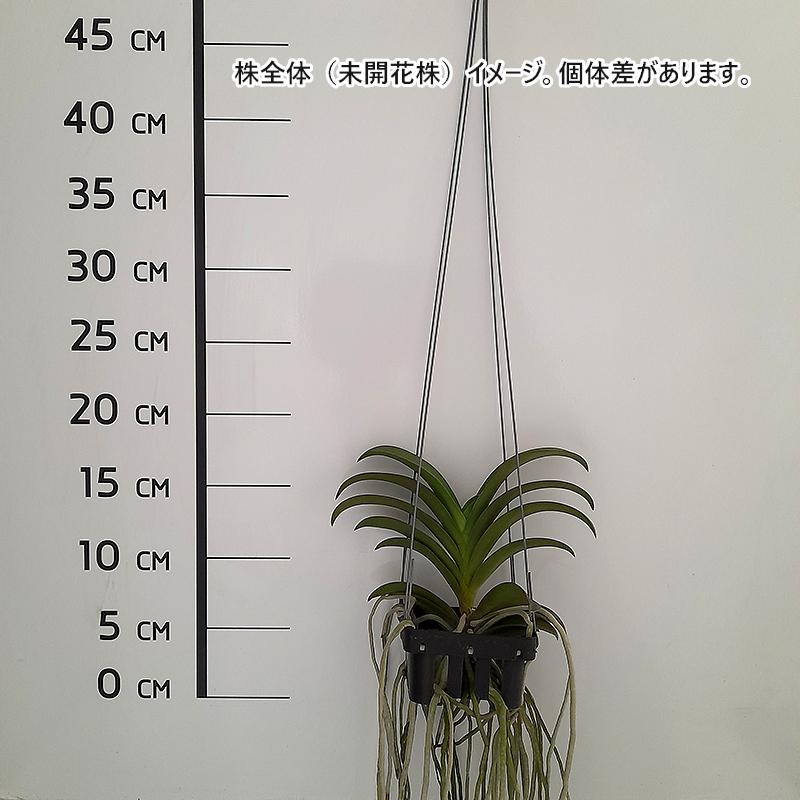 洋ラン 苗 バンダエノプシス プルケリミン(Vandaenopsis Pulcherrimin