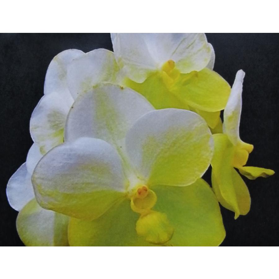 洋ラン 苗 バンダ バンダ ハイブリッド （ノッポーン ゴールド）（V. hybrids （Noppom Gold）｜san-orchids-hanajima｜03