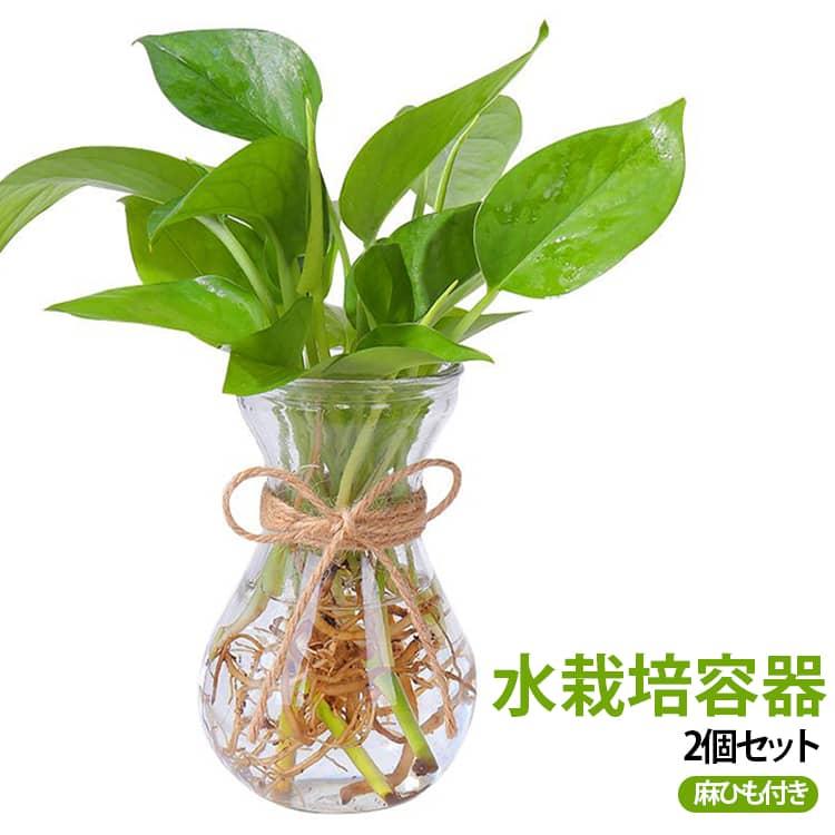 2個セット 水栽培 容器 球根 グロウベース フラワーベース 花瓶 ガラス