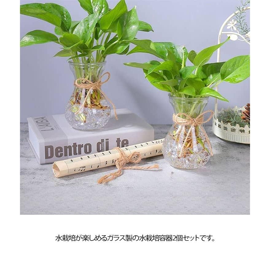 2個セット 水栽培 容器 球根 グロウベース フラワーベース 花瓶 ガラス