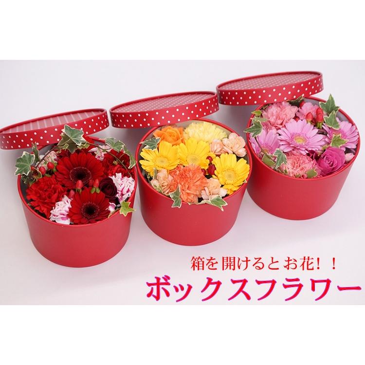 3箱パンパン詰めます！ おまかせフレッシュグリーン もふもふ針葉樹