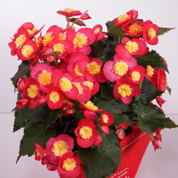 母の日 リーガスベコニア ヴァレンティーノピンク 人気品種 鉢花 室内で育てやすい 鉢植え 花とグリーンギフト三本松フラワー 通販 Yahoo ショッピング