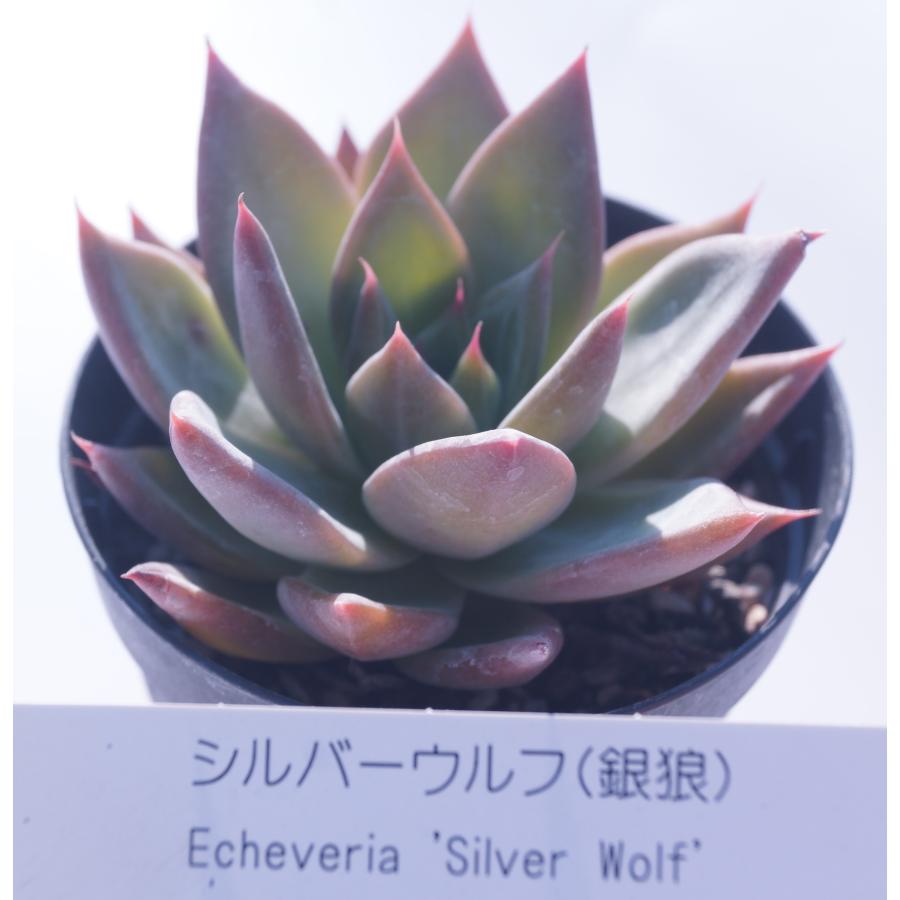 多肉植物 シルバーウルフ 銀狼 エケベリア : 花とグリーンギフト