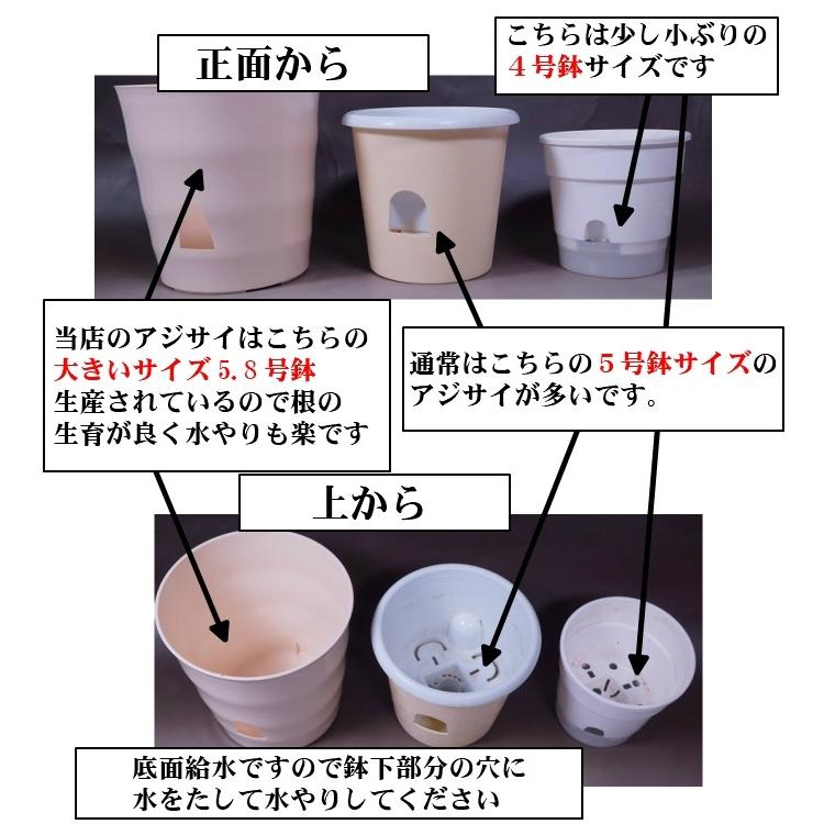 母の日 アジサイ 筑紫の風 鉢花（福岡県生産者のみ作ることができる