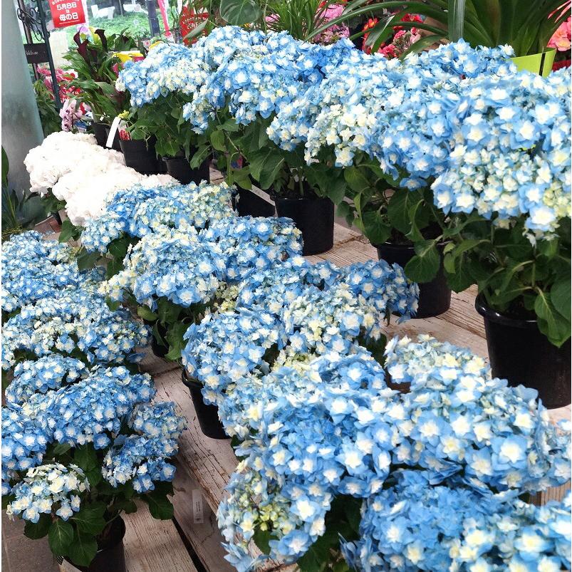 母の日 アジサイ 筑紫の風 鉢花（福岡県生産者のみ作ることができる