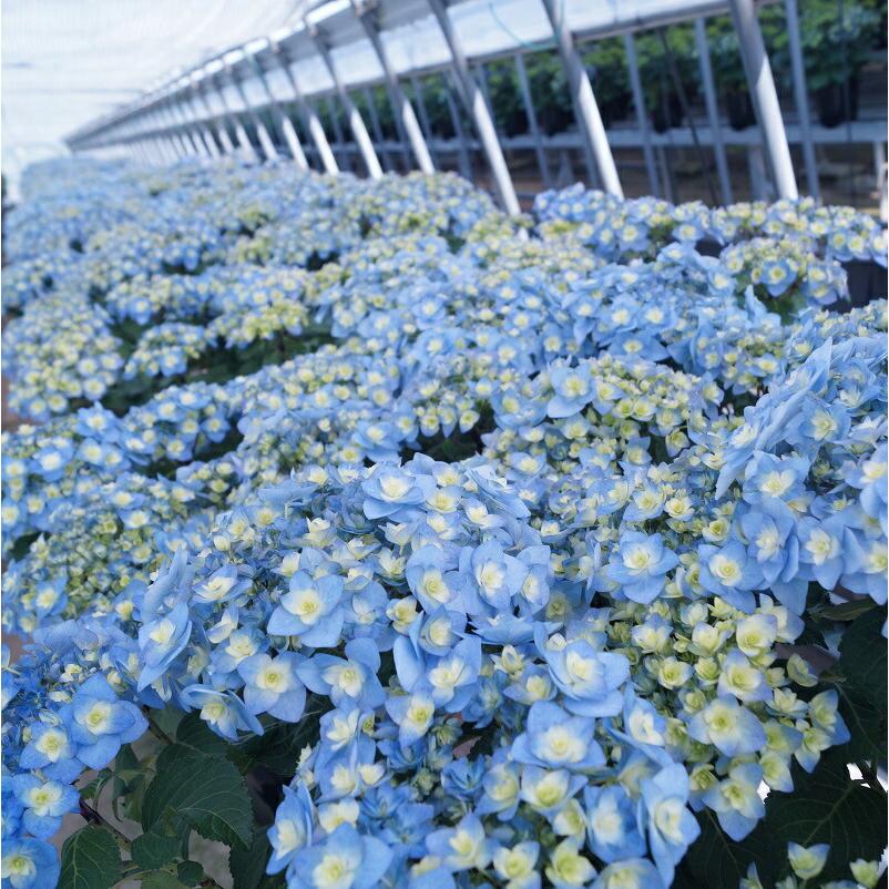母の日 アジサイ 筑紫の風 鉢花（福岡県生産者のみ作ることができる