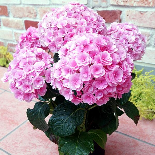 母の日 アジサイ鉢 筑紫ルビー 鉢植え プレゼント 紫陽花（福岡県生産