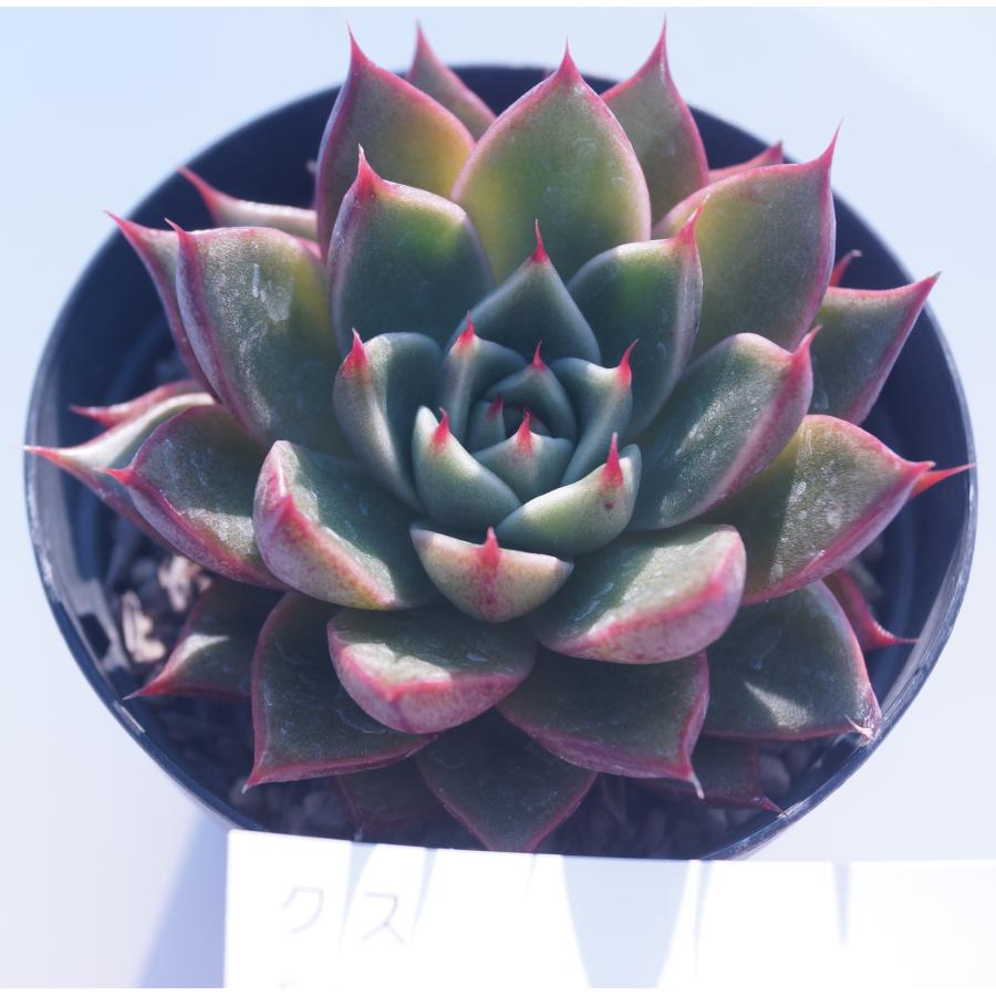 多肉植物 桃太郎 インテリア ミニグリーン観葉 多肉 植物 販売 多肉植物 花とグリーンギフト三本松フラワー 通販 Yahoo ショッピング