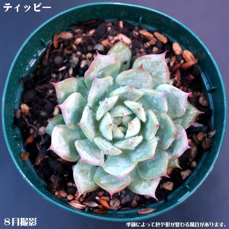 多肉植物【ティッピー】【インテリア　ミニグリーン観葉 】 7.5cmポット10個セットと同時ご購入でお得送料無料｜sanbonyah