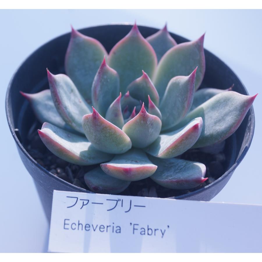 多肉植物 花月夜 インテリア ミニグリーン観葉 7 5cmポット10個セットと同時ご購入でお得送料無料 花とグリーンギフト三本松フラワー 通販 Yahoo ショッピング
