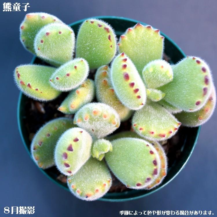 多肉植物 熊童子 インテリア ミニグリーン観葉 7 5cmポット10個セットと同時ご購入でお得送料無料 花とグリーンギフト三本松フラワー 通販 Yahoo ショッピング