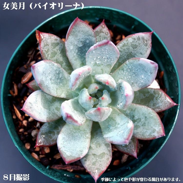 多肉植物バイオリーナ韓国苗女美月
