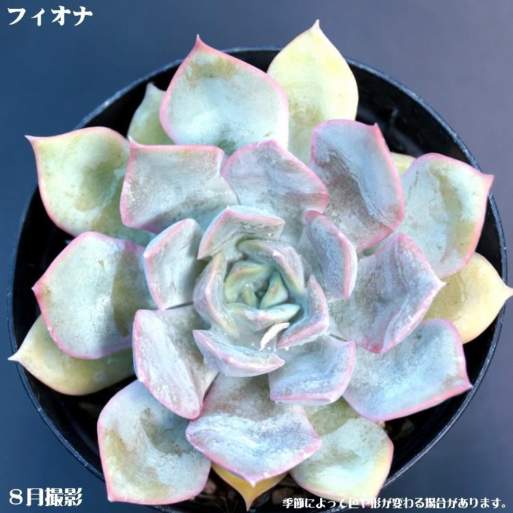 多肉植物【フィオナ】【インテリア ミニグリーン観葉 】7.5cmポット10