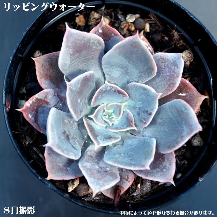 多肉植物 リッピングウォーター インテリア ミニグリーン観葉 7 5cmポット10個セットと同時ご購入でお得送料無料 花とグリーンギフト三本松フラワー 通販 Yahoo ショッピング