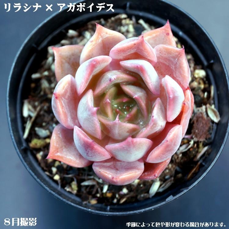 多肉植物【リラシナ×アガボイデス】【インテリア ミニグリーン観葉