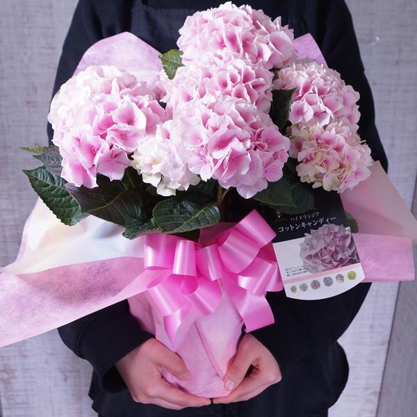 母の日 アジサイ コットンキャンディ 希少品種 ほのかなピンク色の美しい花 あじさい 0401 花とグリーンギフト三本松フラワー 通販 Yahoo ショッピング