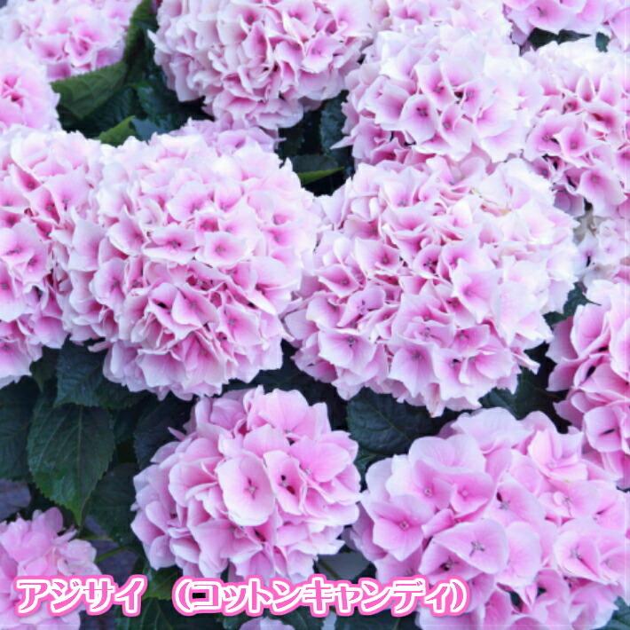 母の日 アジサイ コットンキャンディ 希少品種 ほのかなピンク色の美しい花 あじさい 0401 花とグリーンギフト三本松フラワー 通販 Yahoo ショッピング