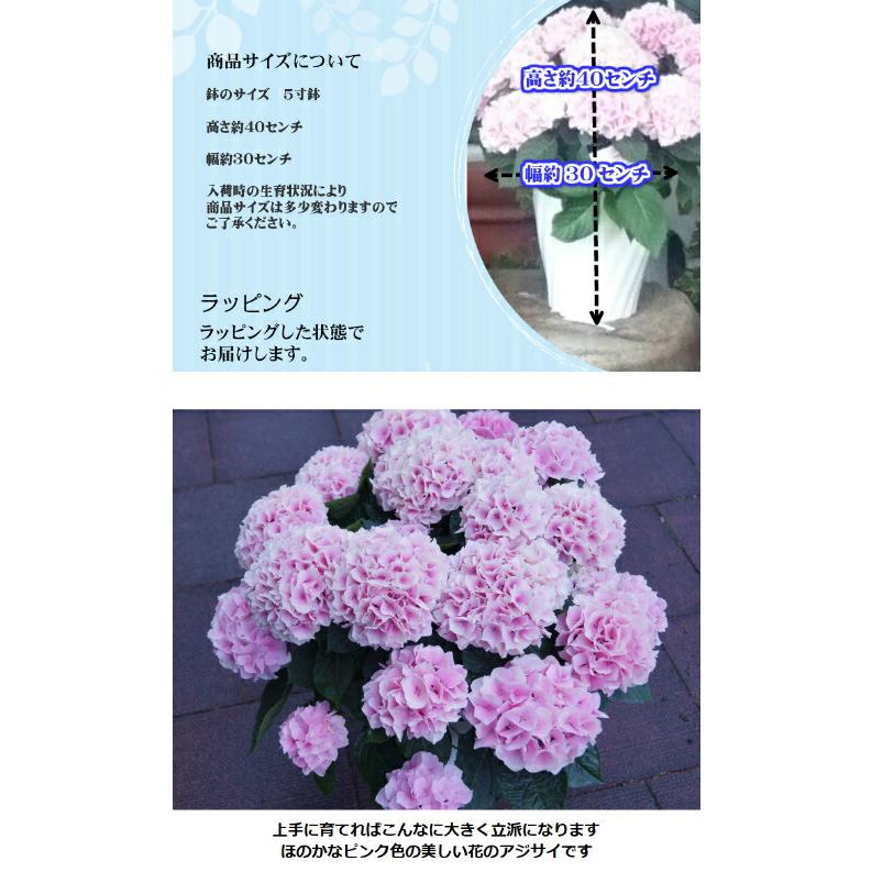 母の日 鉢植え アジサイ【コットンキャンディ】希少品種 ほのかな
