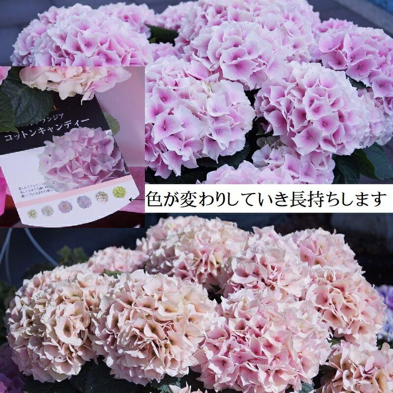 母の日 鉢植え アジサイ【コットンキャンディ】希少品種 ほのかな