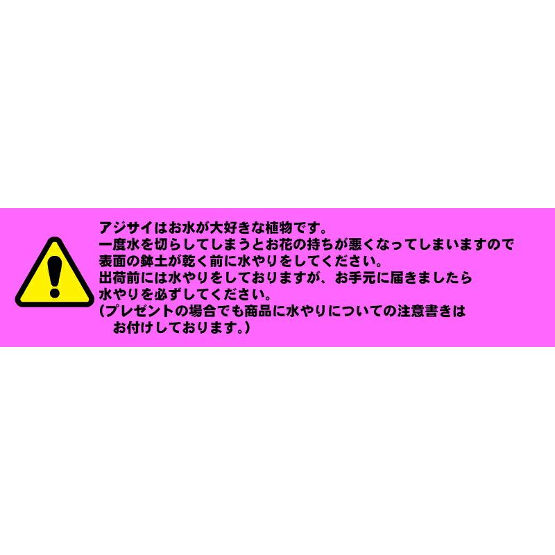 母の日 鉢植え アジサイ【コットンキャンディ】希少品種 ほのかな