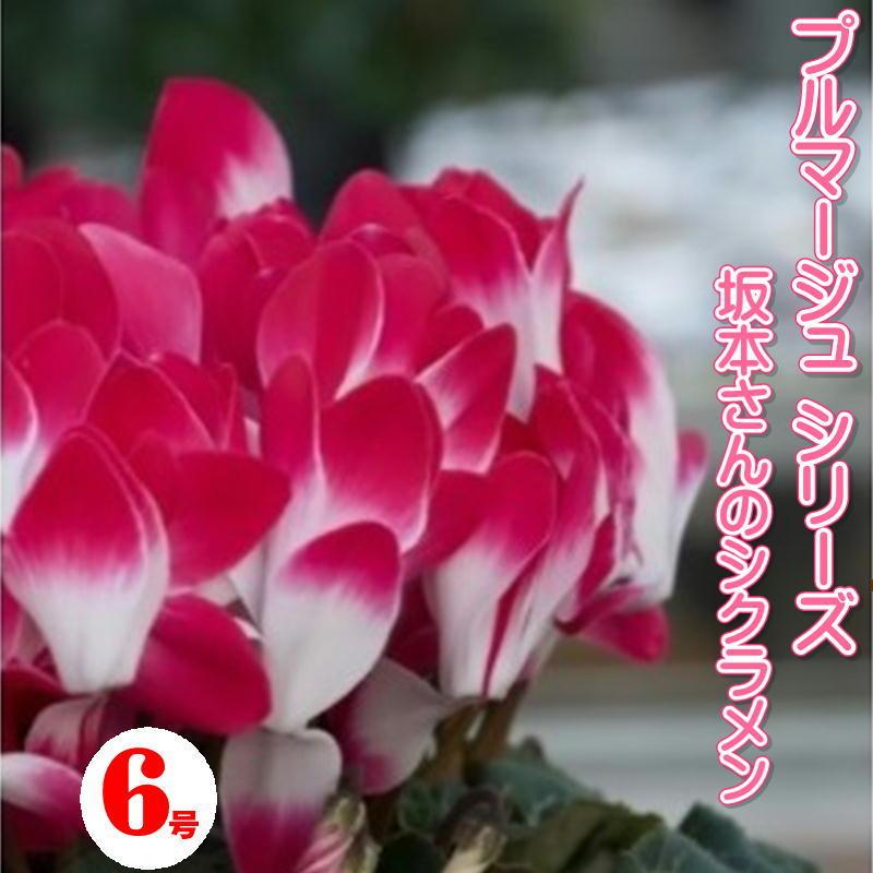 プルマージュシリーズ 鉢 【シクラメン】6号鉢 鉢植え 最高級 花 匠の