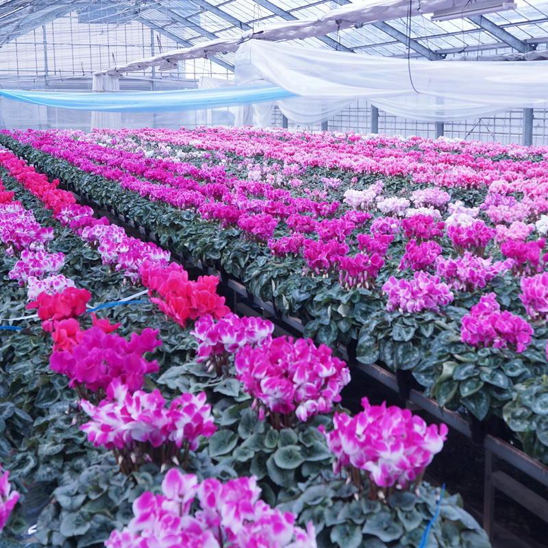 プルマージュシリーズ 鉢 【シクラメン】6号鉢 鉢植え 最高級 花 匠の