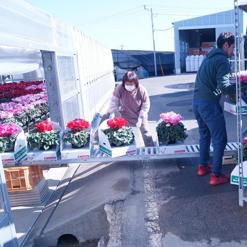 プルマージュシリーズ 鉢 【シクラメン】6号鉢 鉢植え 最高級 花 匠の